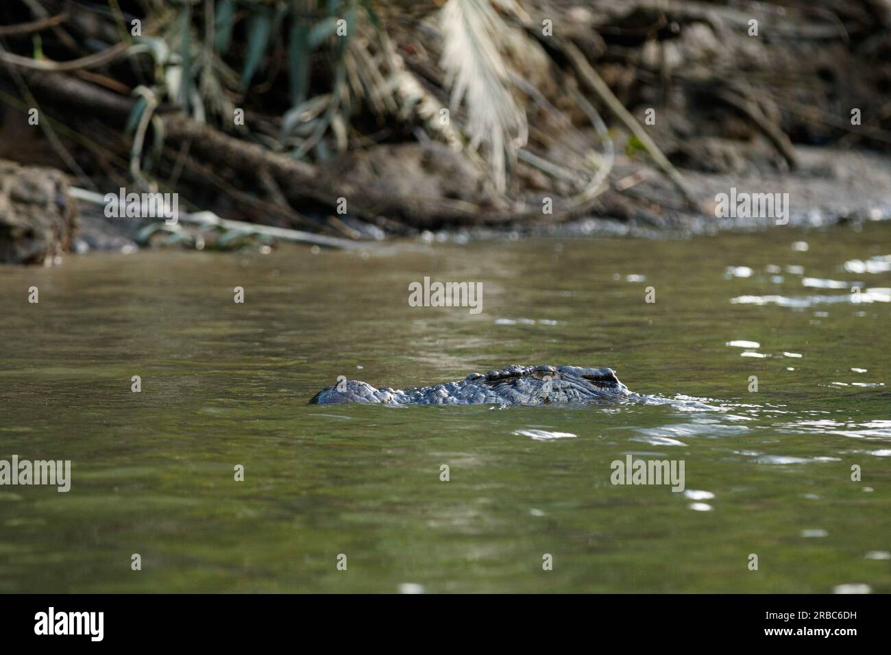 Coccodrillo estuarino (Crocodylus porosus) sulle rive del fiume Daintree nel tropicale far North Queensland, Australia Foto Stock