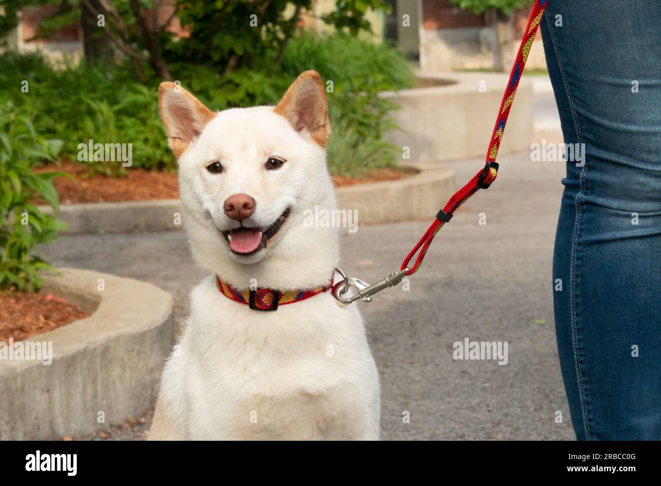 Cane shiba inu bianco con colletto rosso al guinzaglio nel parco Foto Stock