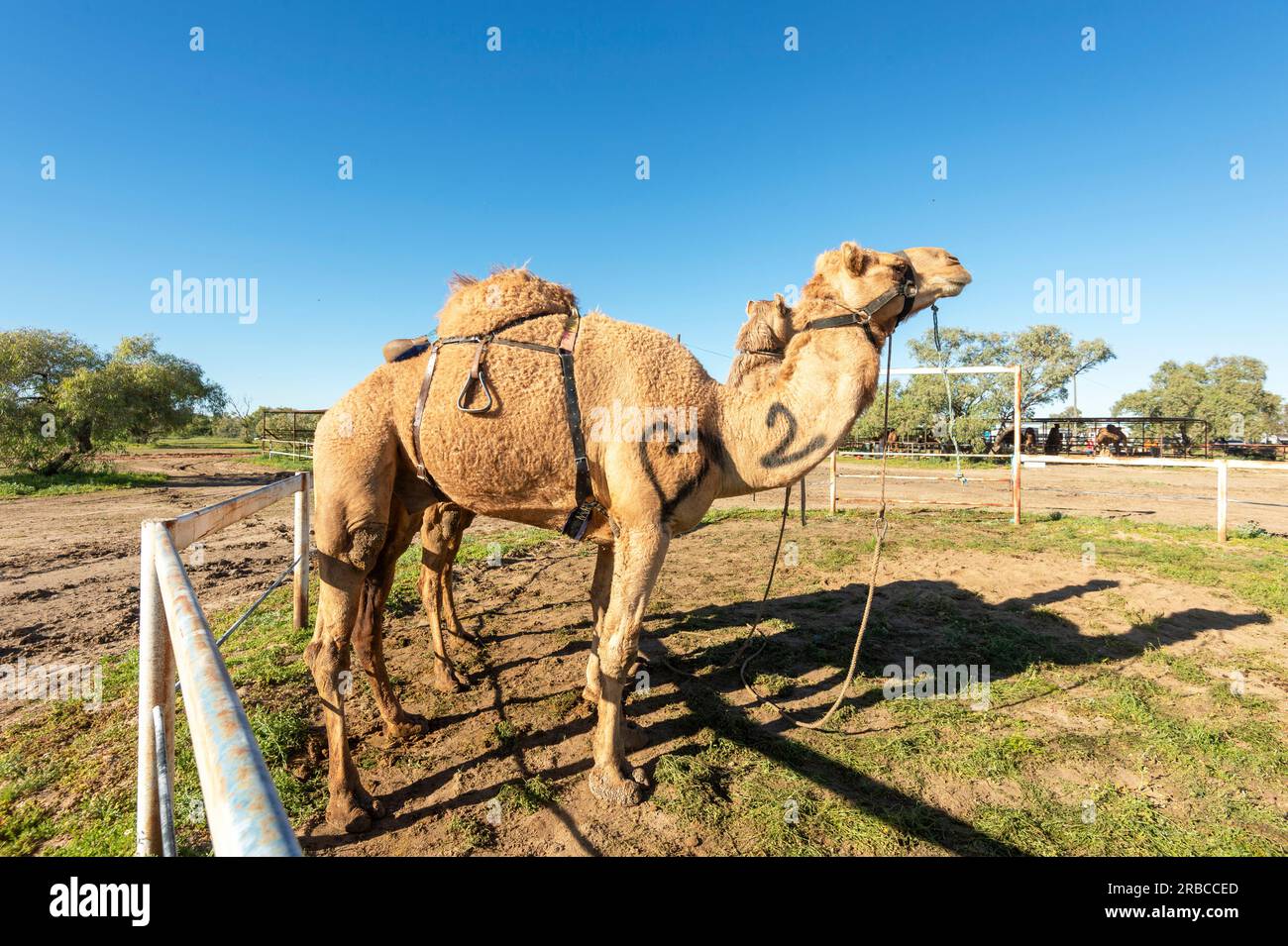 La corsa di cammelli attende in un cortile l'inizio della corsa di cammelli, Bedourie, Queensland, QLD, Australia Foto Stock