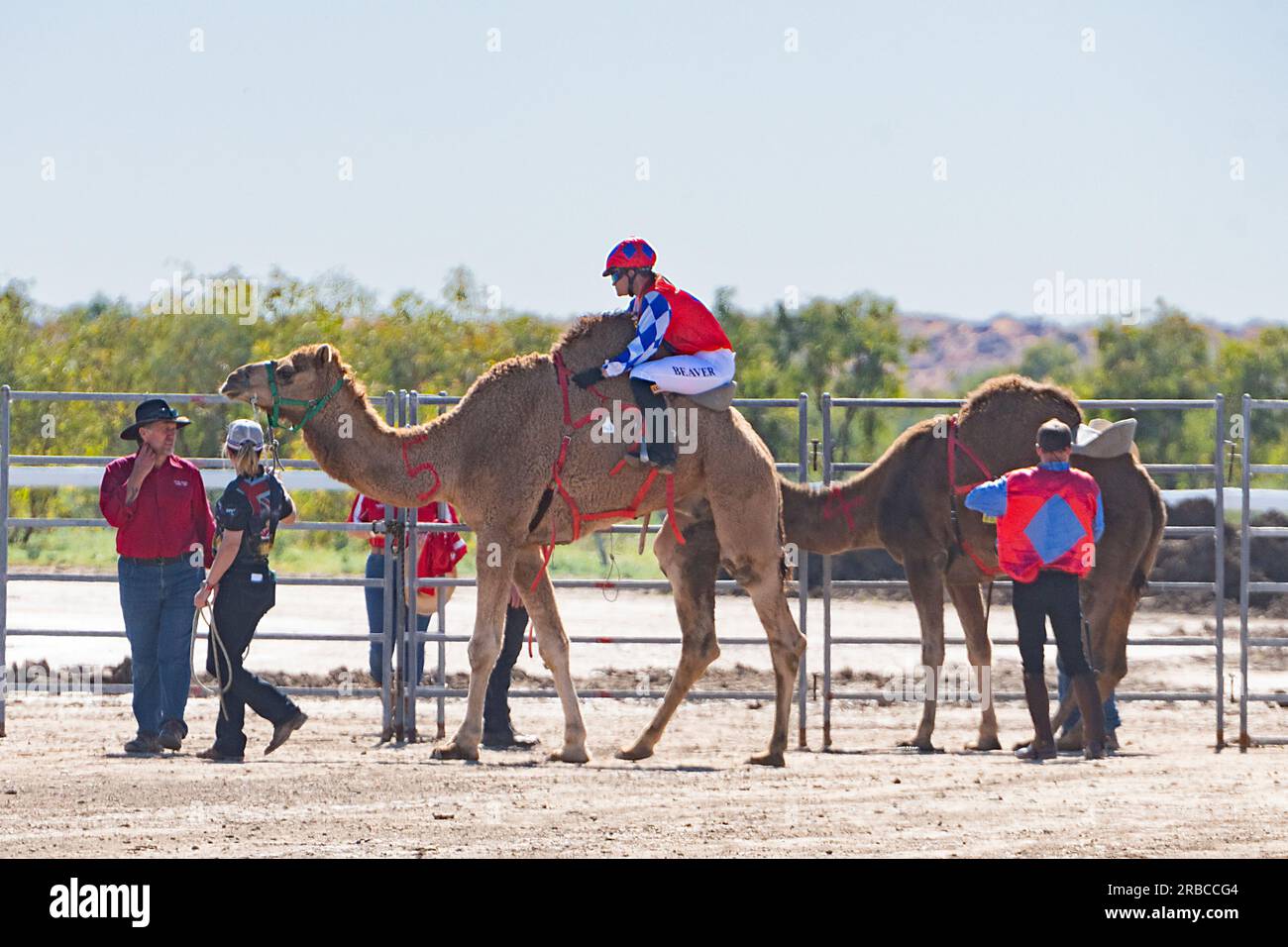 I cammelli stanno per gareggiare nella Bedourie Camel Race, una tradizione australiana dell'Outback, Queensland, QLD, Australia Foto Stock