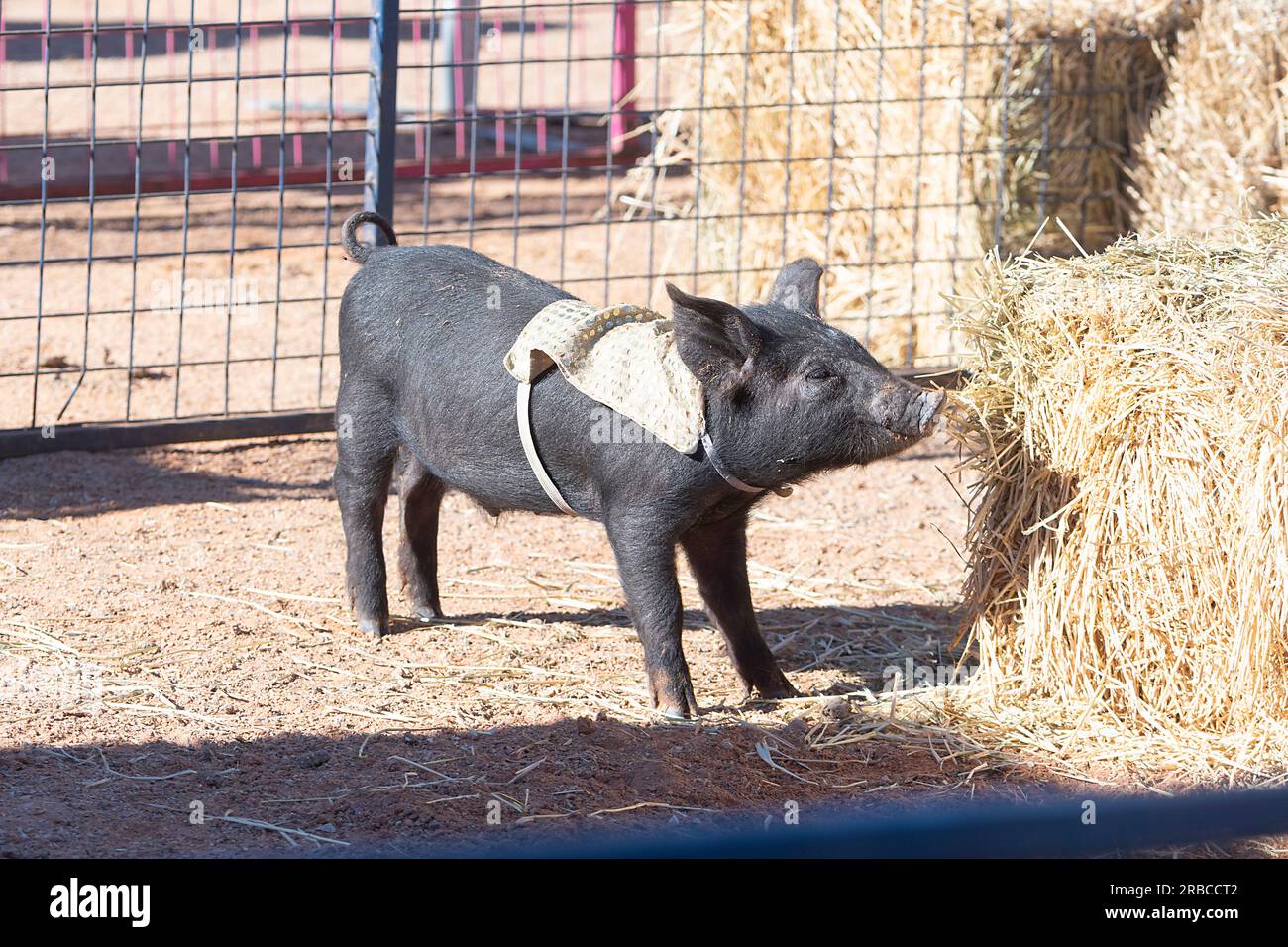 Piglet in procinto di gareggiare nelle Pig Races all'evento Bedourie Camel Race, una tradizione australiana dell'Outback, Queensland, QLD, Australia Foto Stock