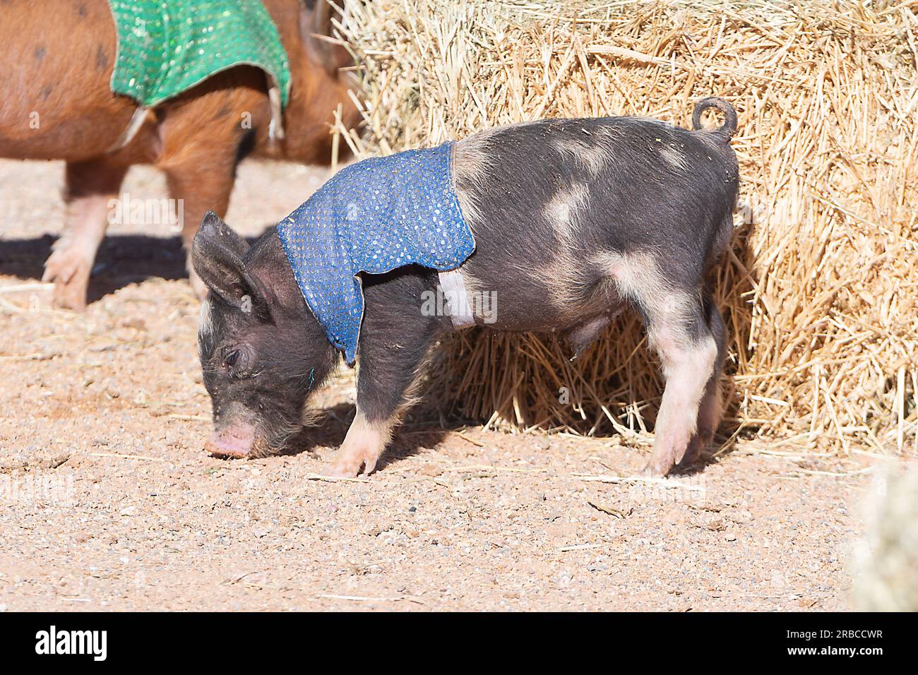 Piglet in procinto di gareggiare nelle Pig Races all'evento Bedourie Camel Race, una tradizione australiana dell'Outback, Queensland, QLD, Australia Foto Stock