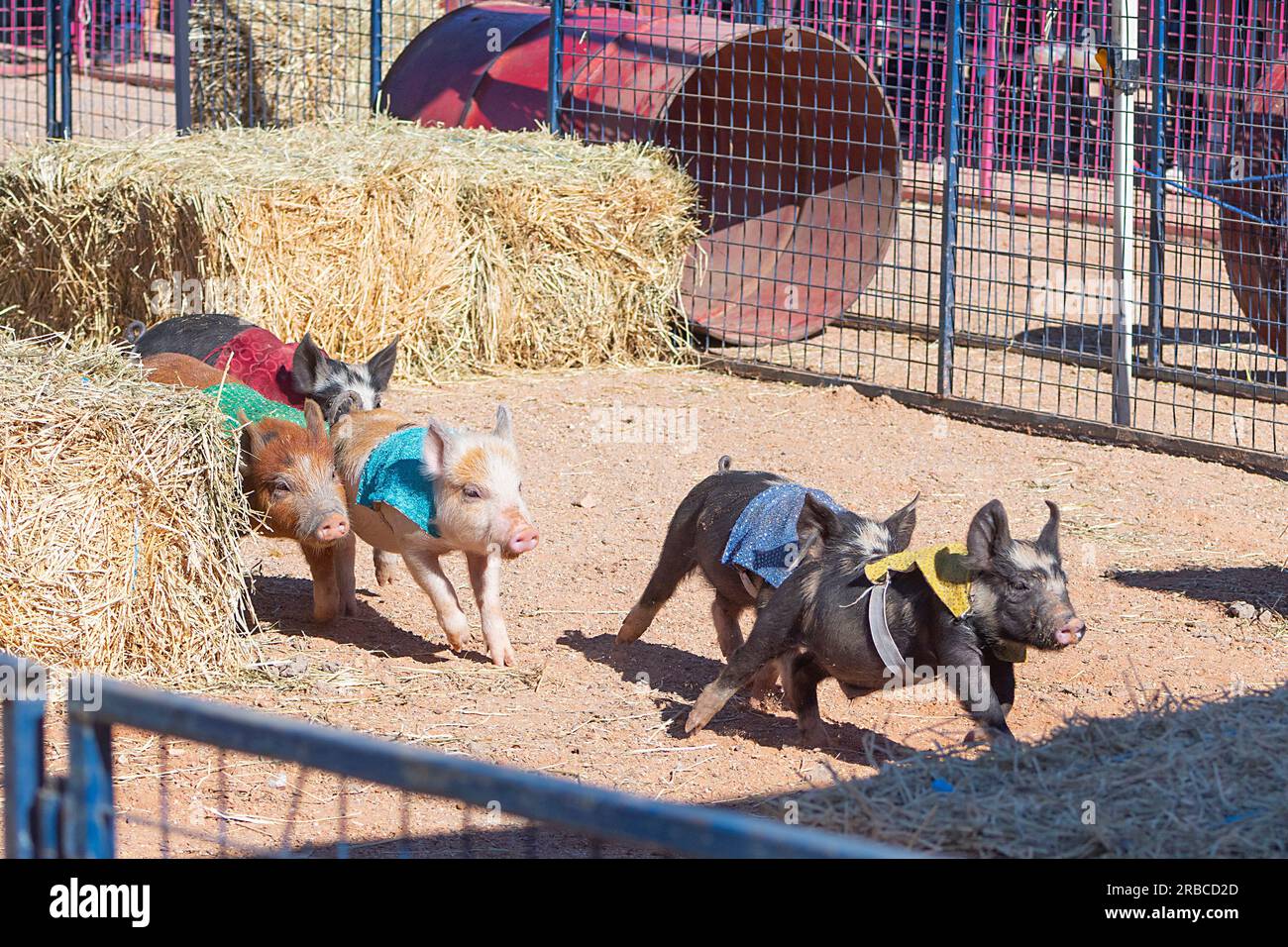 I maialini che corrono durante le corse dei maiali all'evento Bedourie Camel Race, una tradizione australiana dell'Outback, Queensland, Queensland, Australia Foto Stock