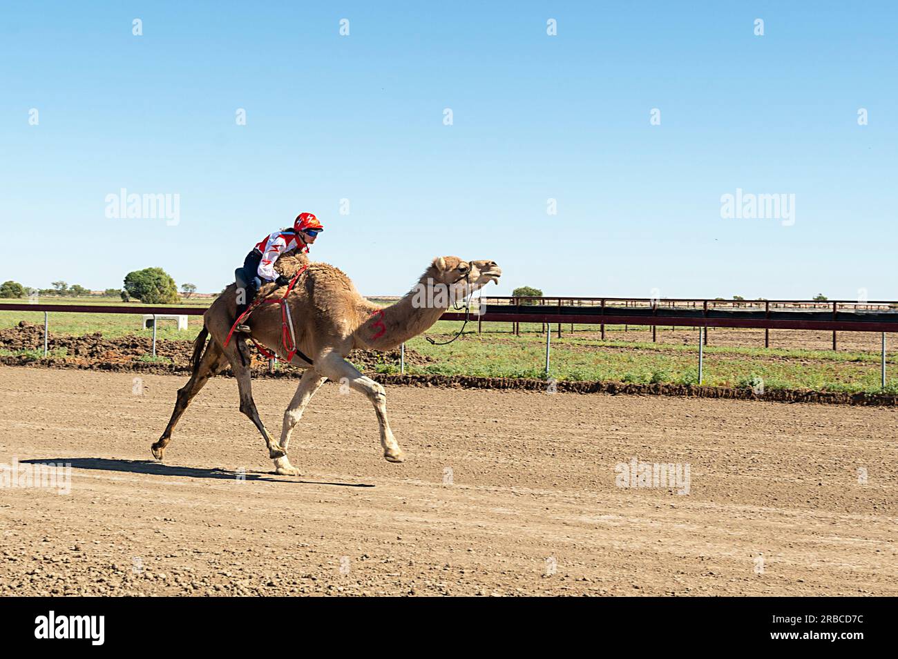 Cammello con un fantino femminile che corre durante la Bedourie Camel Race, una tradizione australiana dell'Outback, Queensland, QLD, Australia Foto Stock
