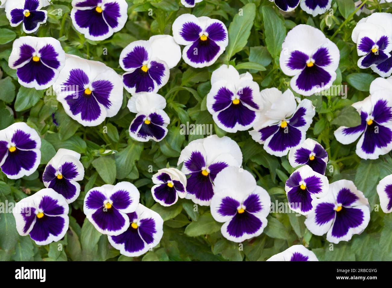Un campo di fiori di pansia bianchi e viola con centri gialli circondati da foglie verdi. Foto Stock
