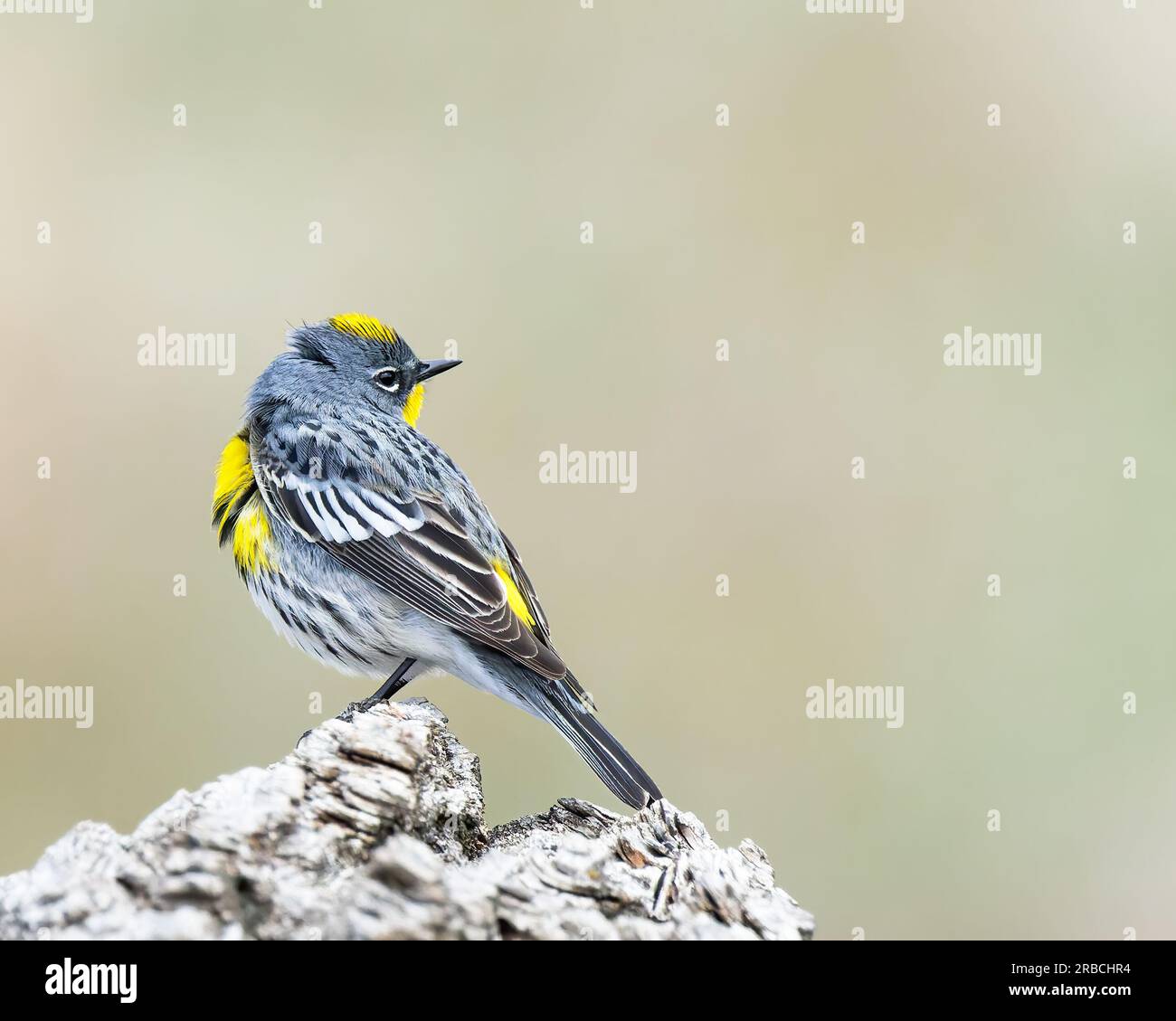 Un Warbler dal taglio giallo in Wyoming Foto Stock