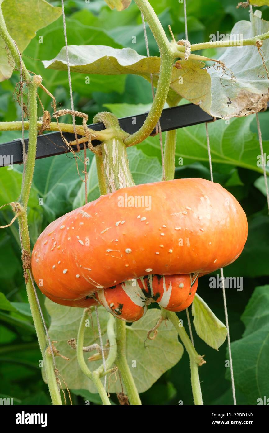 Turban squash, Turban Turk's Turban, Turban francese, Cucurbita maxima Turk's Turban, squash invernale, singolo frutto che cresce sulla vite Foto Stock