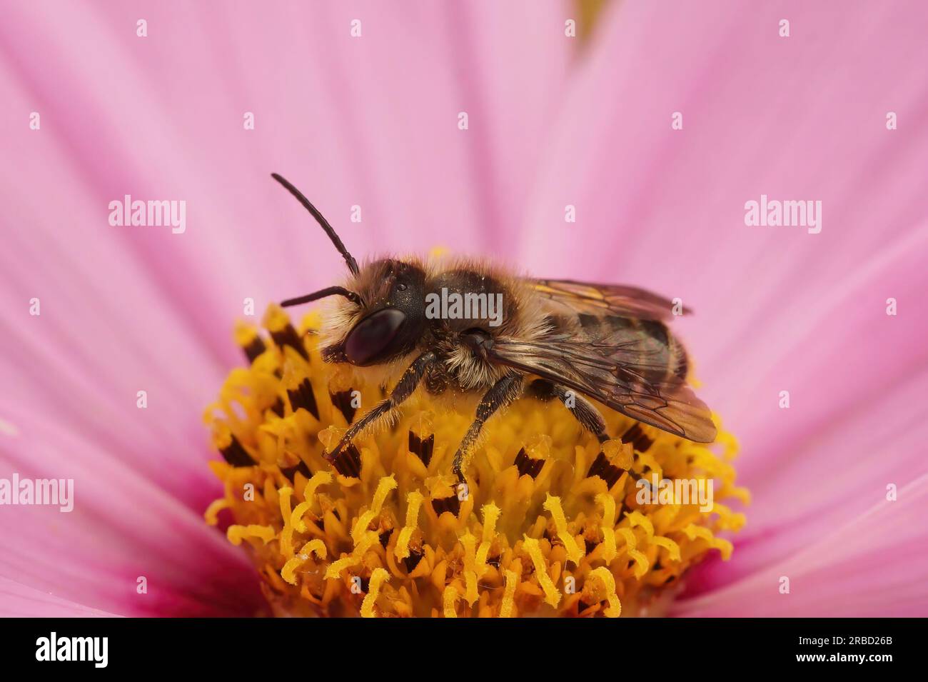 Primo piano naturale su un'ape maschio Patchwork, Megachile centuncularis su un fiore rosa di Cosmos bipennatus Foto Stock
