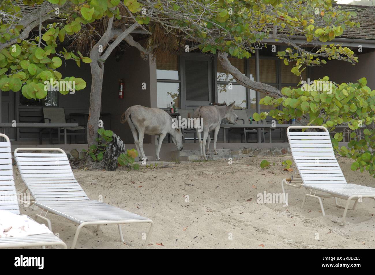 Visita del segretario Dirk Kempthorne e degli assistenti alla chiesa di St John, Stati Uniti Isole Vergini, per il tour del Parco Nazionale delle Isole Vergini e di altri siti naturali e sviluppati, discussioni con il personale del National Park Service e funzionari delle Isole Vergini, e conferenza stampa presso il Centro visitatori del National Park Service Dock sull'acquisizione di terreni per la costruzione di nuove scuole Foto Stock
