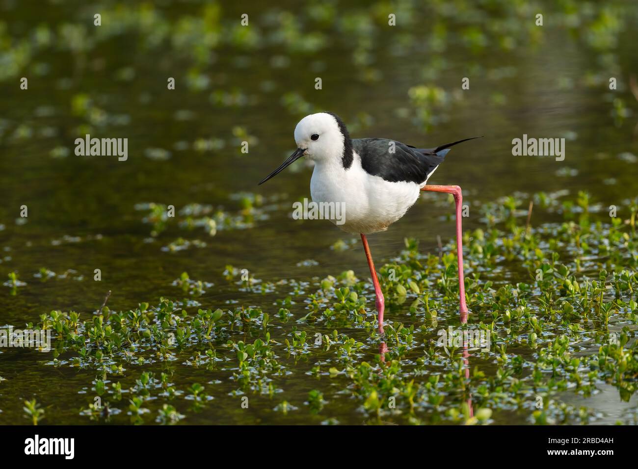 Stilt alato nero (Himantopus himantopus) che si nutrono nelle zone umide del Queensland, Australia. Foto Stock