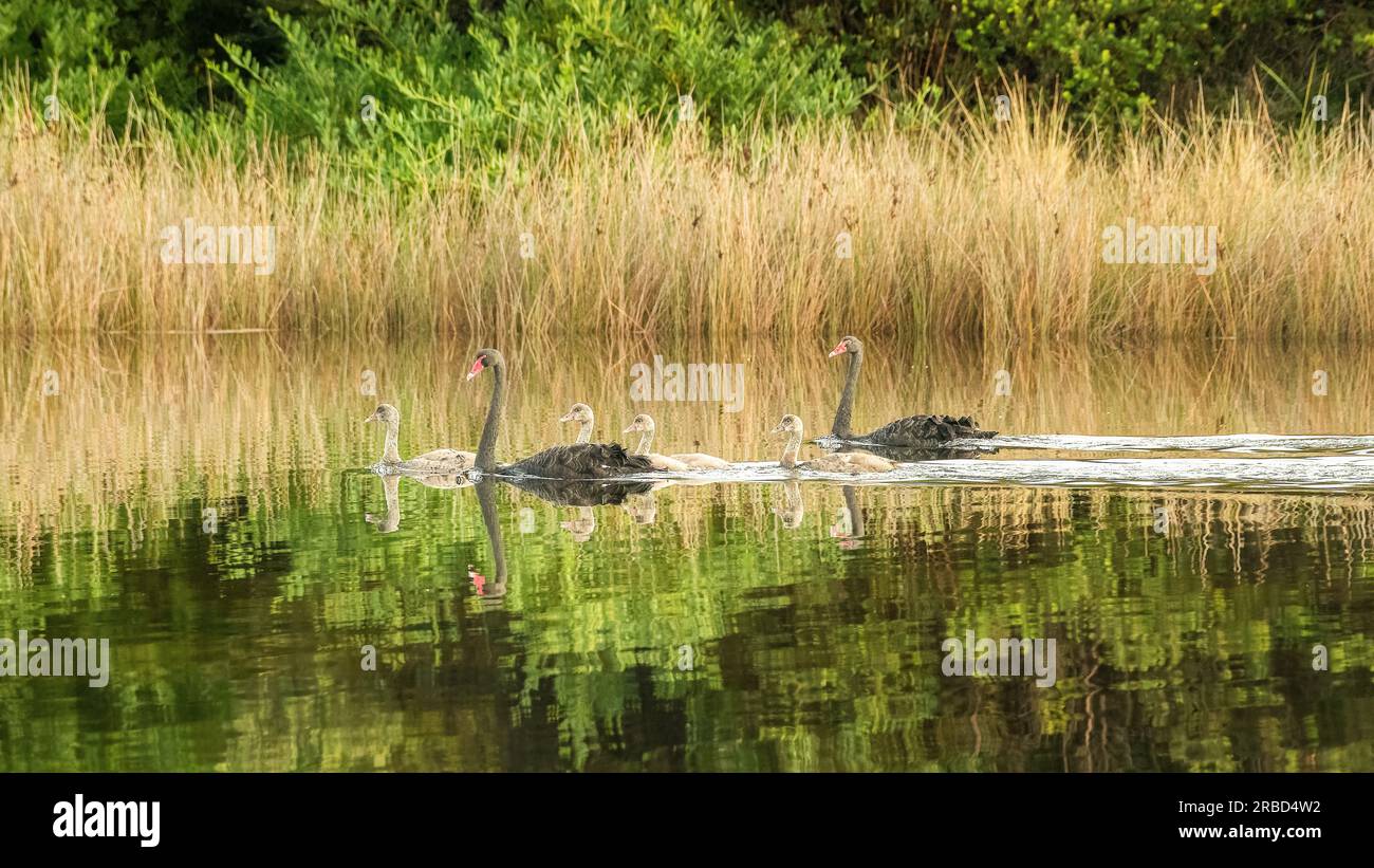 Famiglia di cigni neri (cygnus atratus) che nuota graziosamente su un lago con riflessi in Tasmania, Australia. Foto Stock