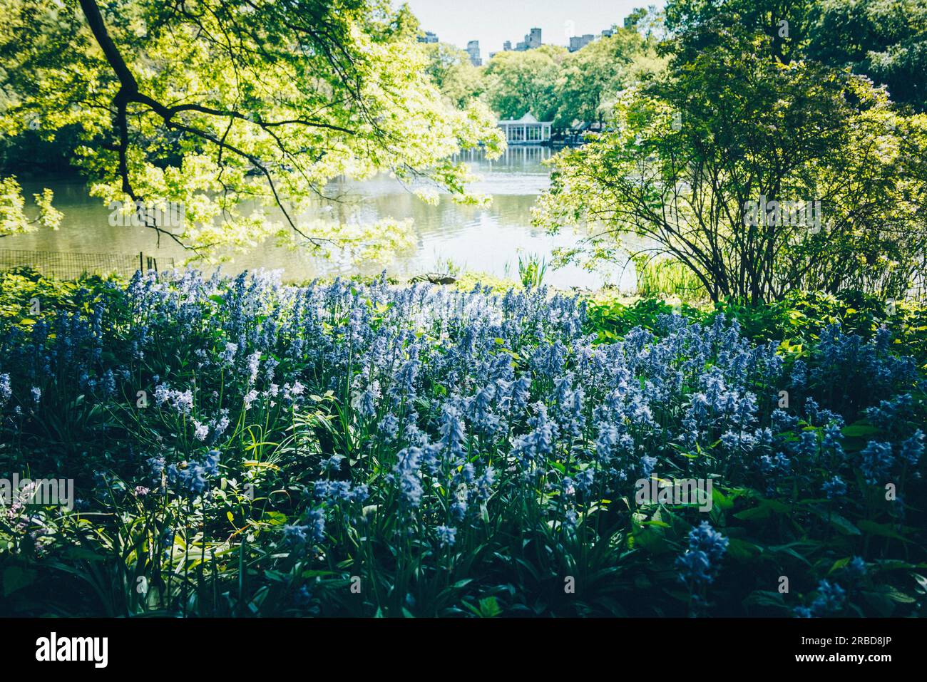 Campo di campane blu, Central Park New York Foto Stock