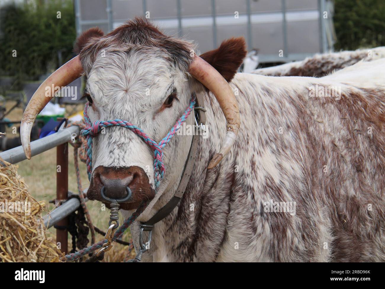 La testa di un grande animale bovino da allevamento lungo Corno. Foto Stock