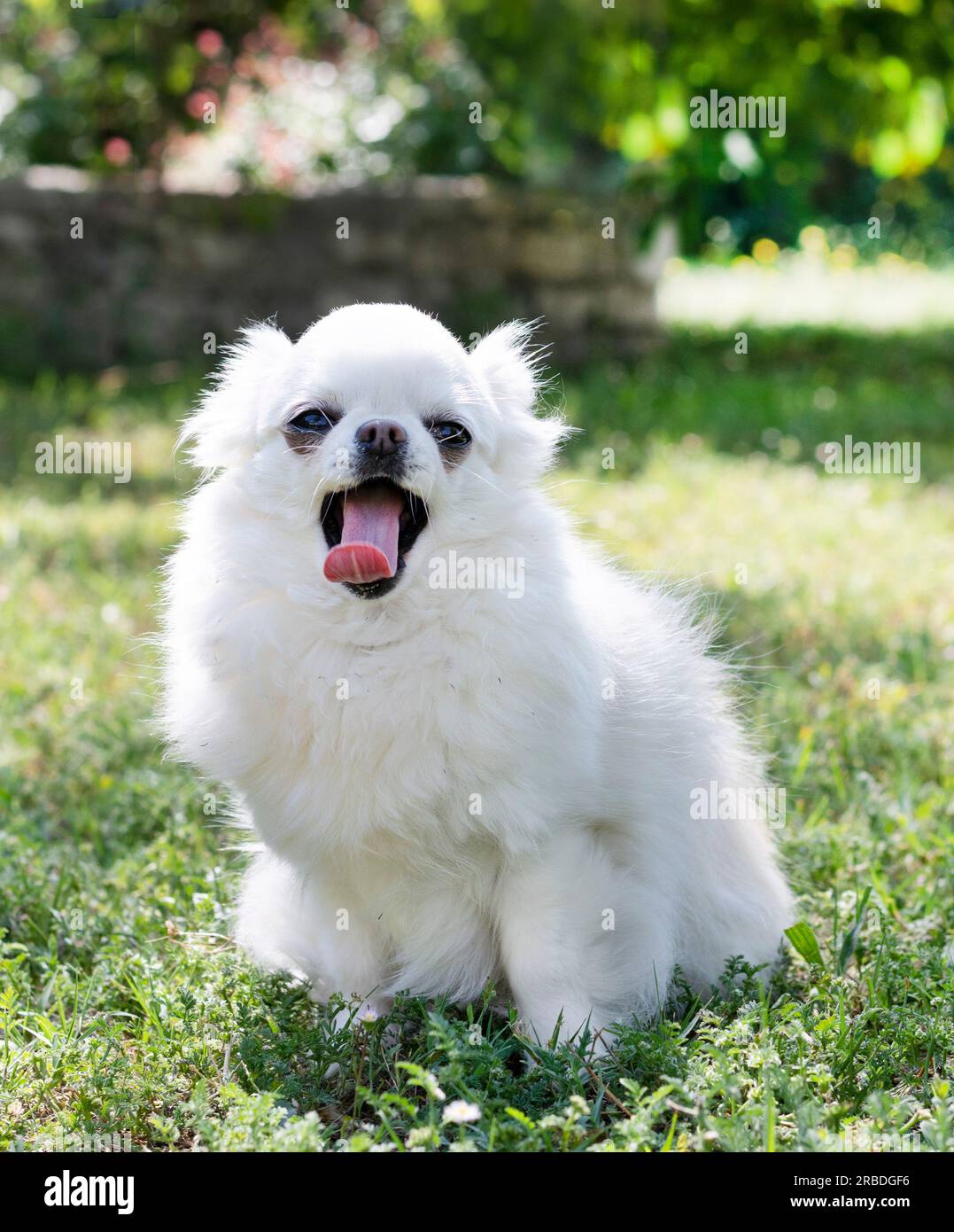 un piccolo chihuahua seduto nella natura, in estate Foto Stock