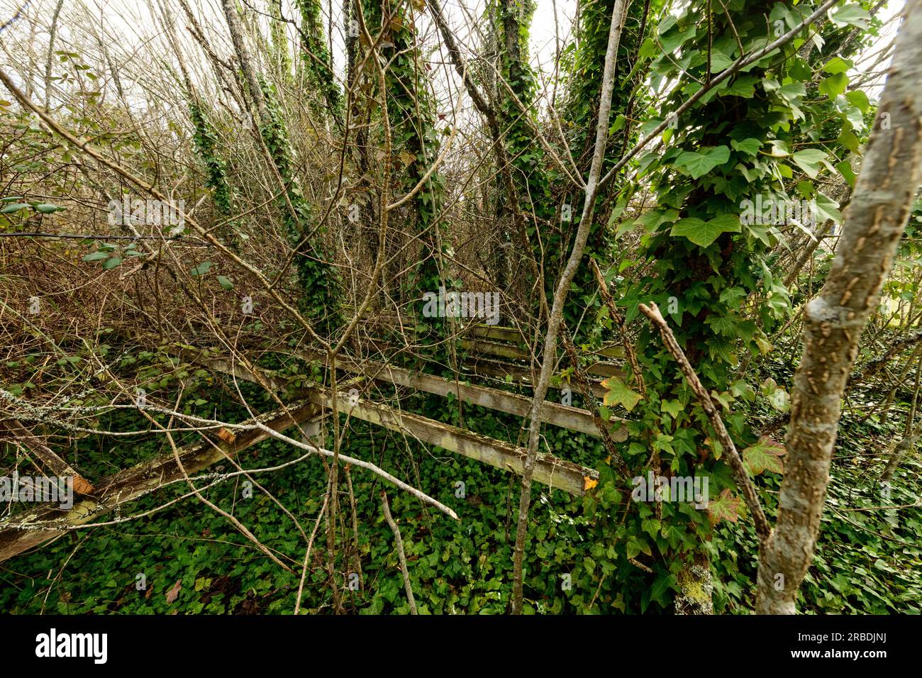 L'ambiente combatte, la struttura della casa abbandonata si stacca nella vegetazione, Foto Stock