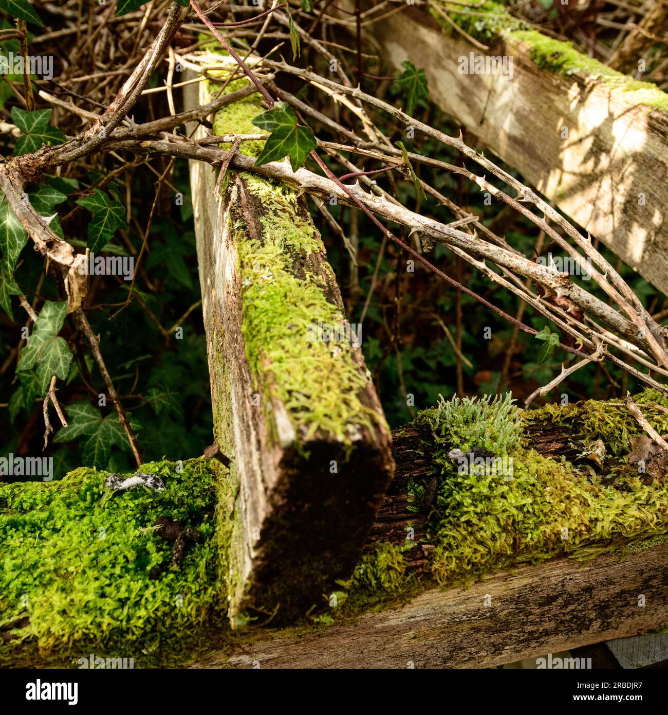 L'ambiente combatte, la struttura della casa abbandonata si stacca nella vegetazione, Foto Stock