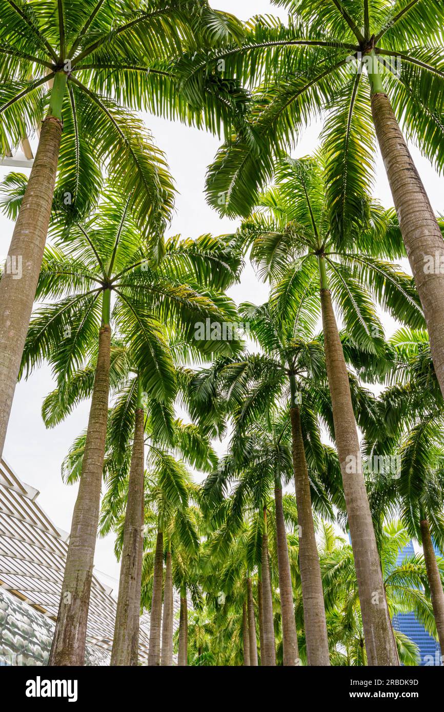 Palme che forniscono ombra lungo la passeggiata lungomare di Marina Bay, Singapore Foto Stock