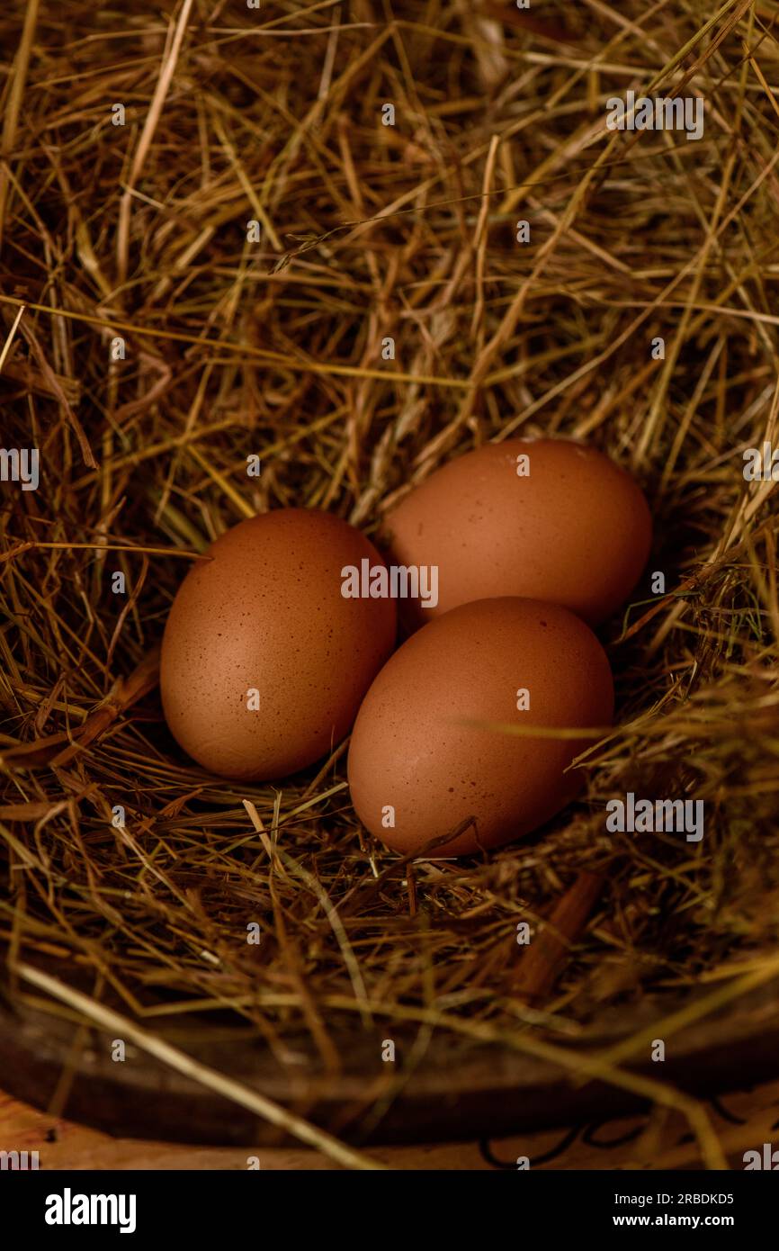 Le galline Happy Backyard depongono delle belle uova, Foto Stock