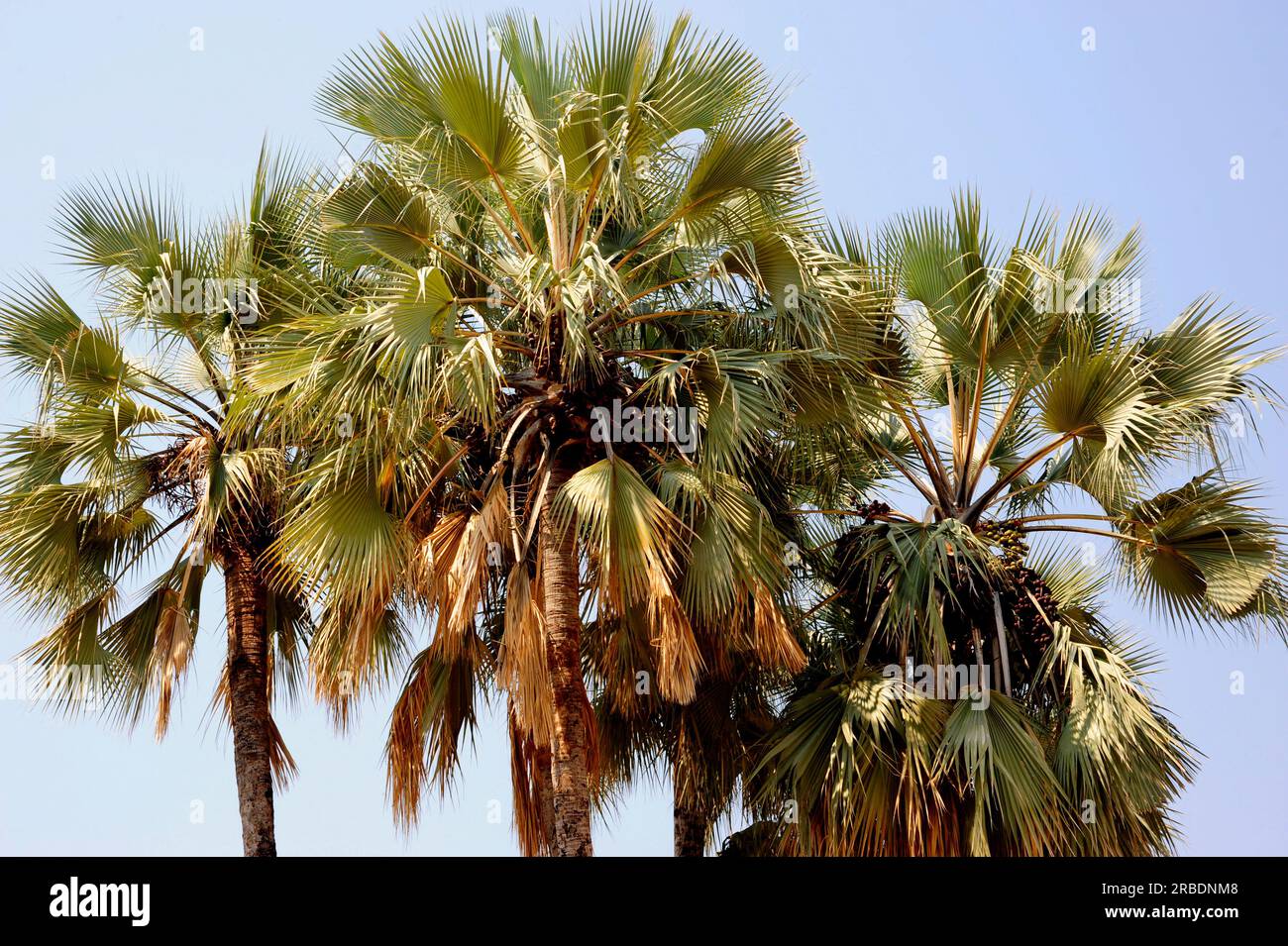 La vera palma da ventaglio o palma Makalani (Hyphaene petersiana) è una palma dirompente originaria dell'Africa centro-meridionale. Angiosperme. Arecaceae. Questa foto mi è stata fatta Foto Stock