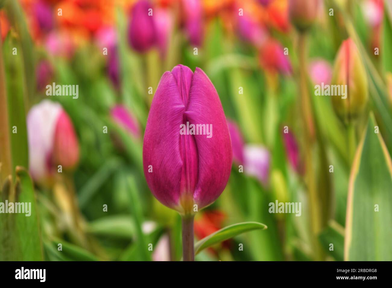 Scopri l'incredibile bellezza di numerosi fiori nelle tonalità rosa, rossa e bianca, illuminati con grazia dalla luce del sole all'aperto. Un'accattivante sinfonia di c Foto Stock