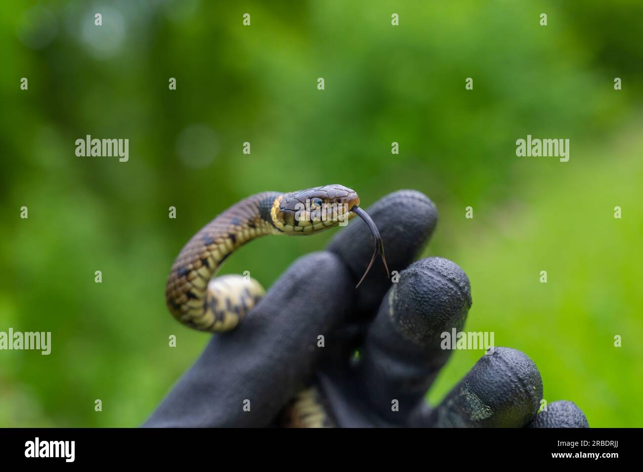 Serpente di erba Foto Stock