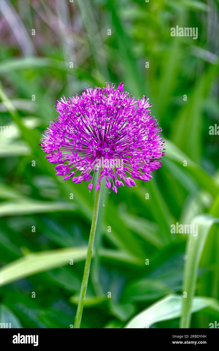 Primo piano di una testa di fiori viola di Allium, cipolla ornamentale Foto Stock