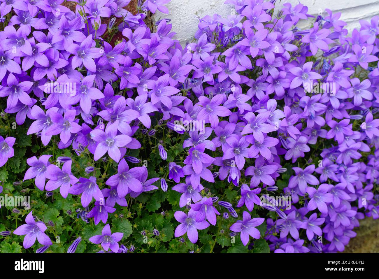 Primo piano dei fiori di Campanula portenschlagiana, fiore di campanello che cresce su una parete del giardino Foto Stock