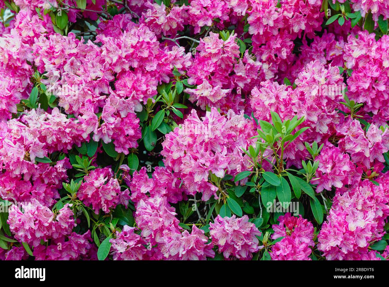 Primo piano dei fiori di un rododendro rosa Foto Stock