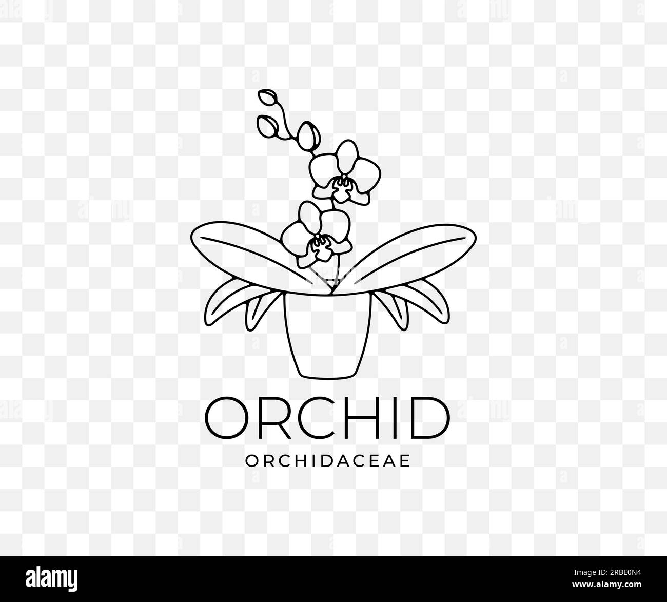 Orchidea, orchidaceae, fiore con foglie in vaso, disegno grafico lineare. Piante, natura, phalaenopsis, fioritura, design floreale e floreale, vettoriale Illustrazione Vettoriale