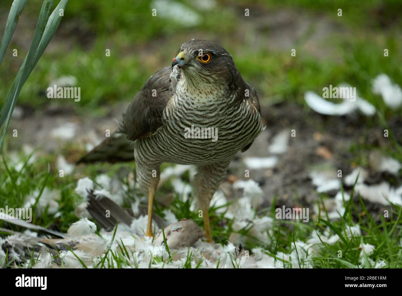 Una femmina di Sparrowhawk (Accipiter Nisus) dopo aver ucciso è preda in un giardino a Bexley, Kent, Regno Unito Foto Stock