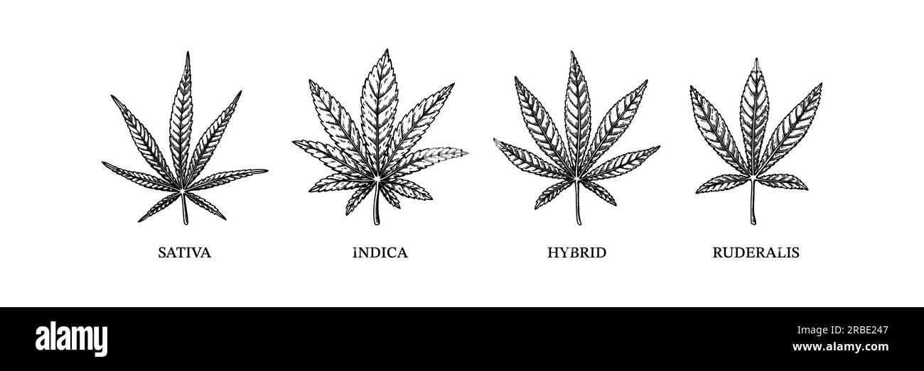 Cannabis indica, sativa, ibrida e ruderalis. Diversi tipi di erbacce. Illustrazione vettoriale disegnata a mano in stile di schizzo Illustrazione Vettoriale