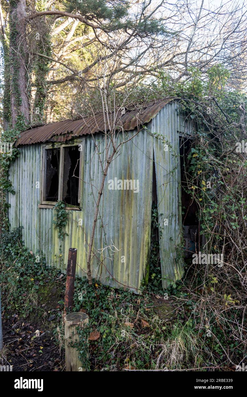 Capannone di stagno abbandonato e coltivato in un bosco gallese Foto Stock
