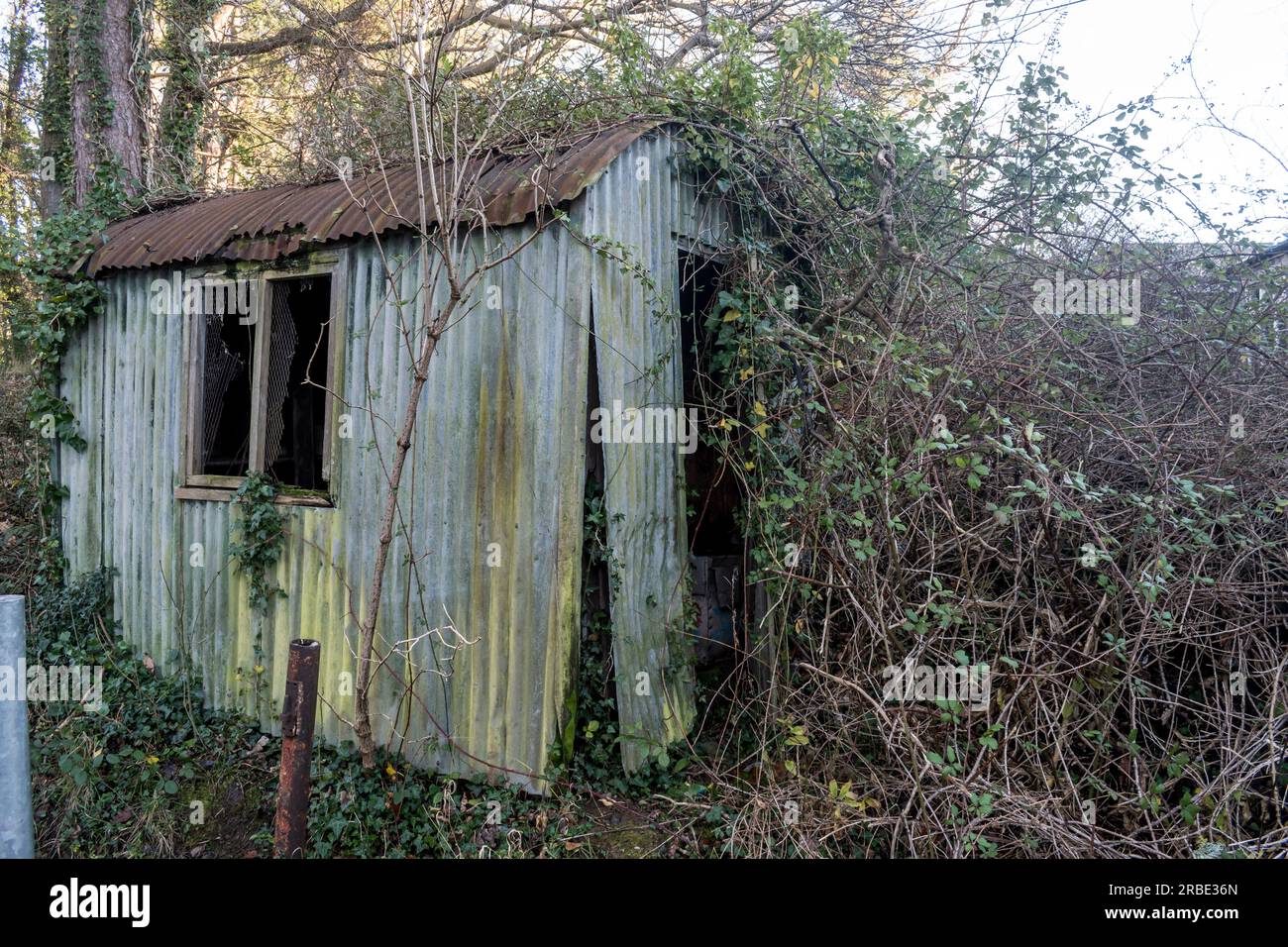 Capannone di stagno abbandonato e coltivato in un bosco gallese Foto Stock