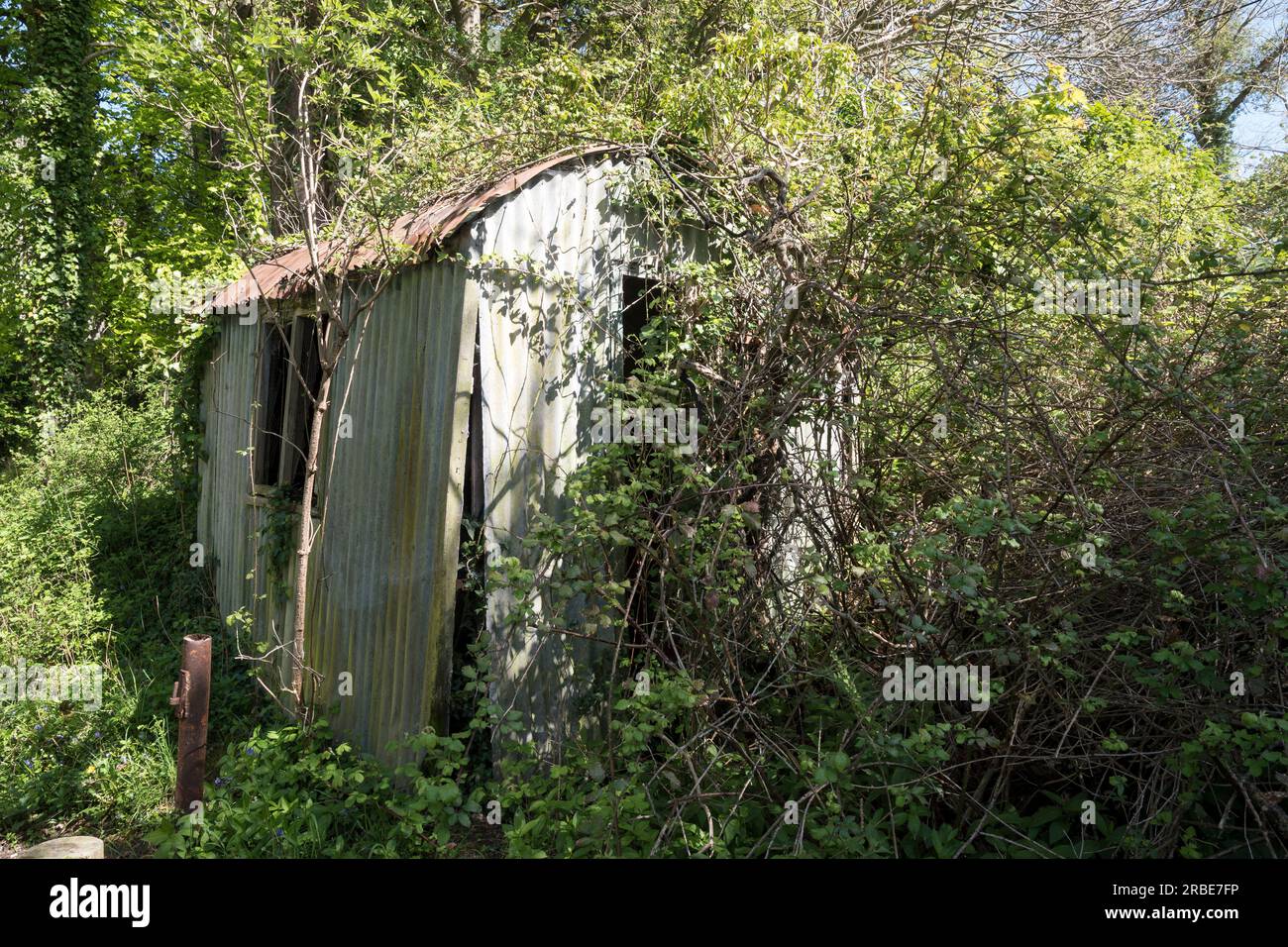 Capannone di stagno abbandonato e coltivato in un bosco gallese Foto Stock