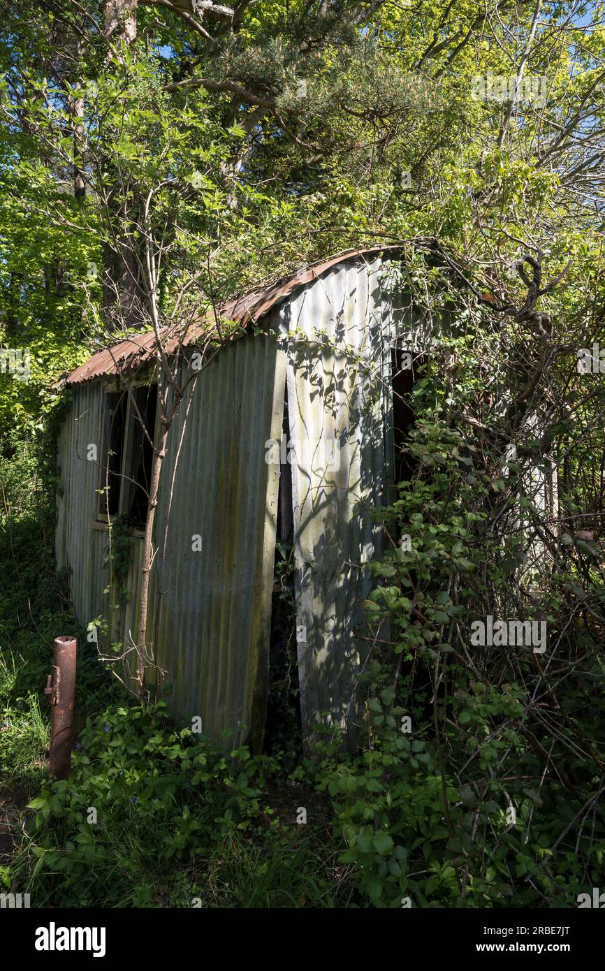 Capannone di stagno abbandonato e coltivato in un bosco gallese Foto Stock