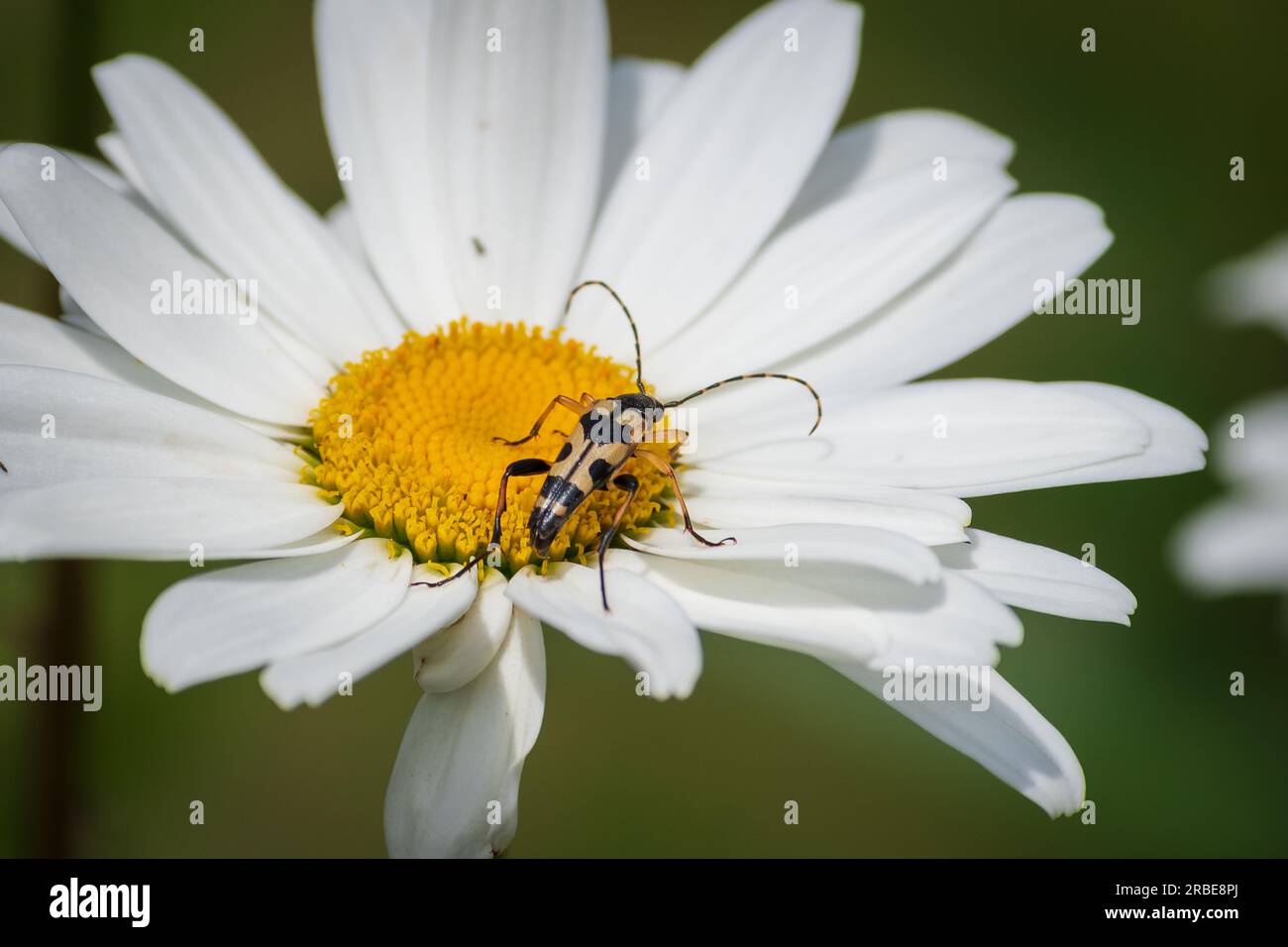 Uno scarabeo longhorn nero e giallo su un grande fiore di margherita. Foto Stock