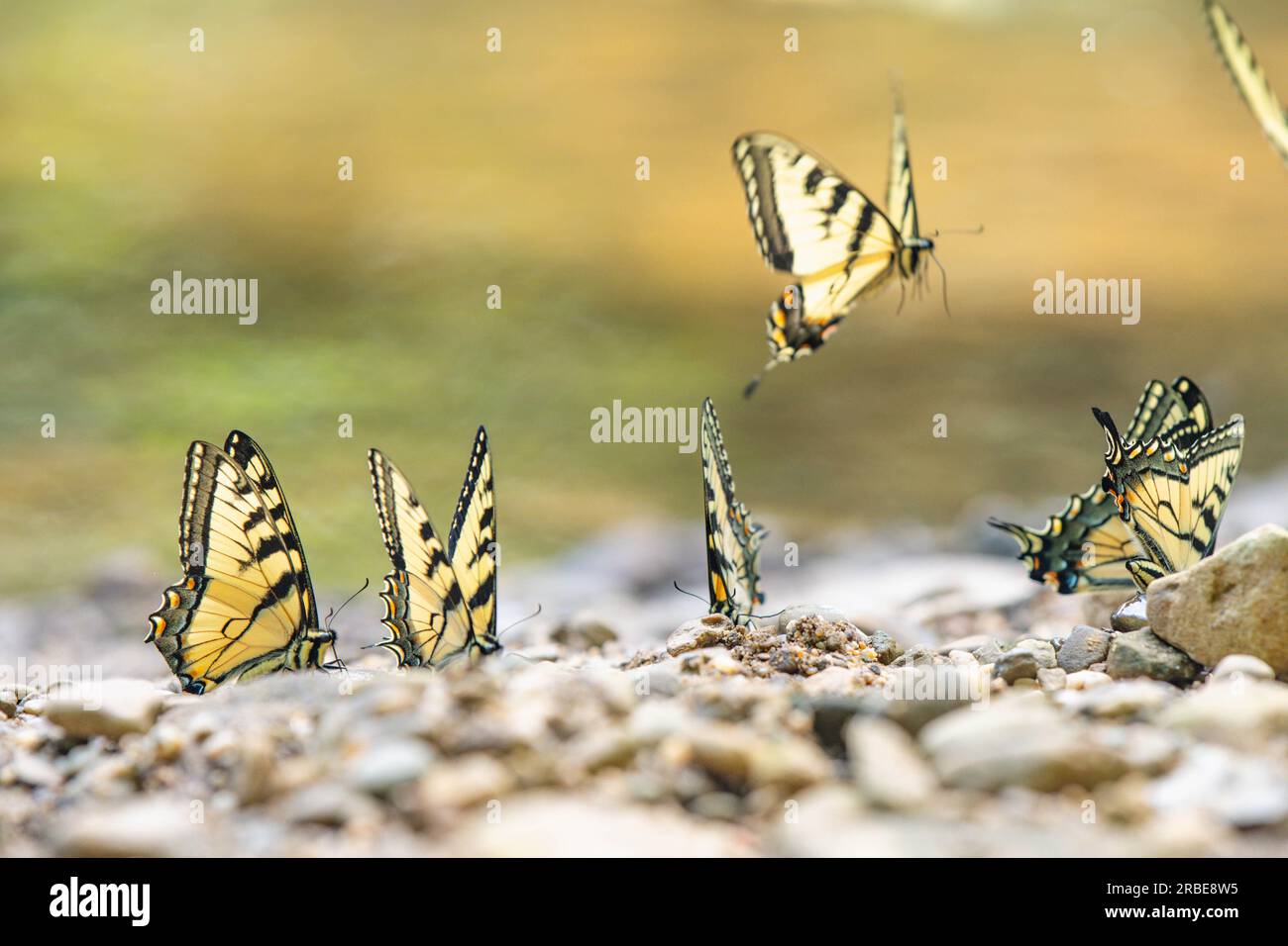 Gruppo di farfalle tigre orientali a coda di rondine in un ambiente boschivo ruscello sfondi naturali tema copia spazio banner web design Foto Stock