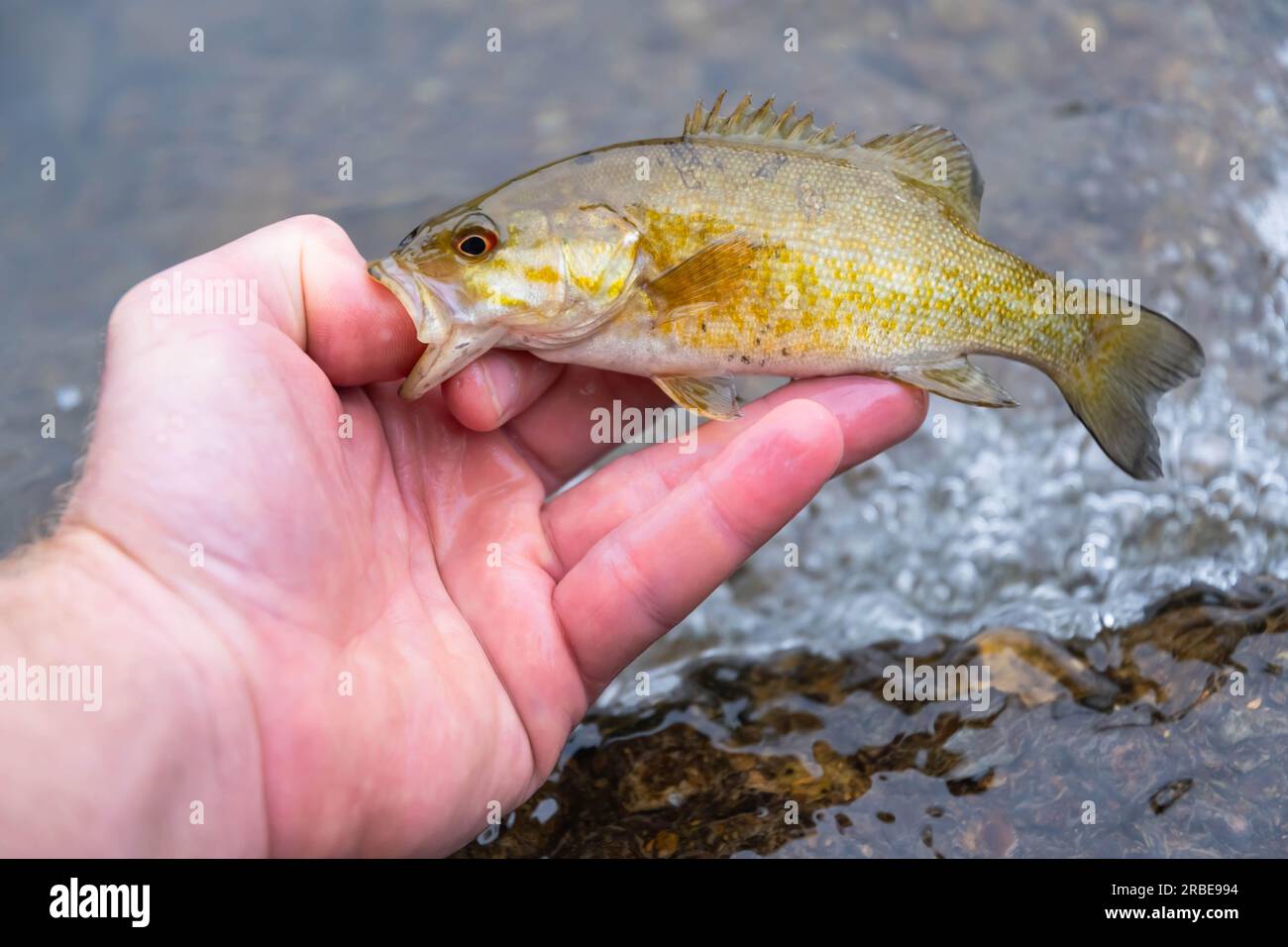Spazio di copia sfondi a bocca di pesce persico estate cattura in acqua, cattura e rilascia, spazio banner a tema attività all'aperto Foto Stock