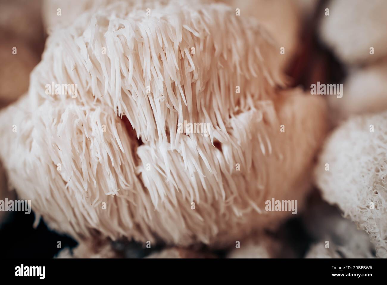 Primo piano dell'hericium erinaceus o del fungo della criniera Lions. Concetto di funghi medici Foto Stock