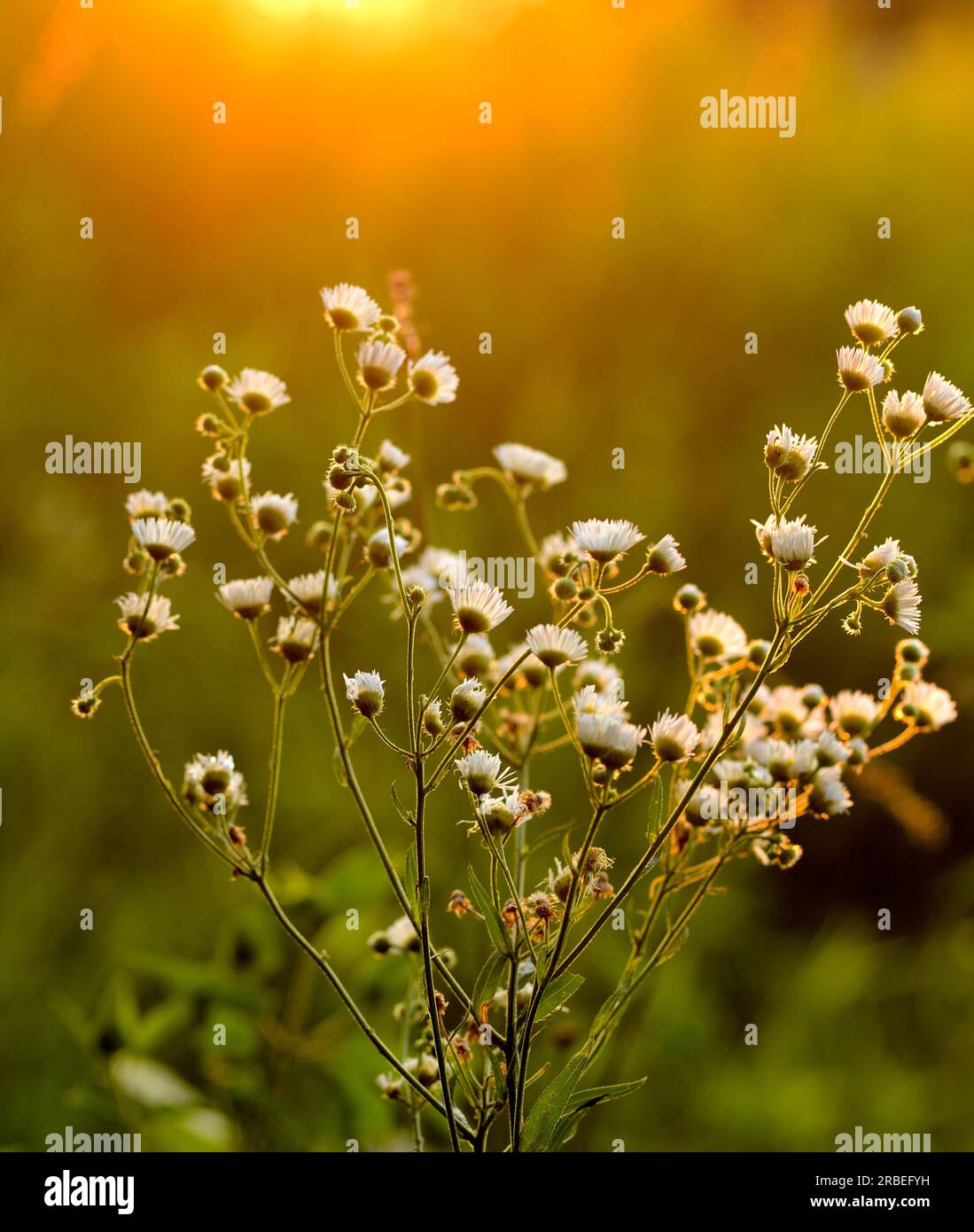 Prairie Fleabane (Erigeron strigosus) in una Iowa Prairie retroilluminata dal sole che tramonta. Foto Stock