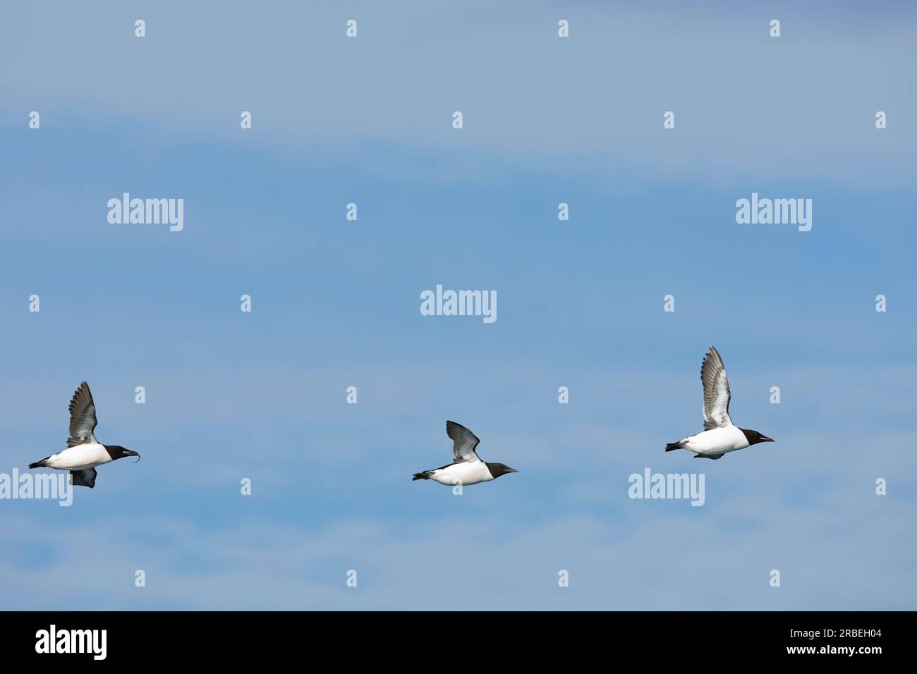 Tre bocconcini del brunnicch in volo, uno con un pesce nel becco Foto Stock