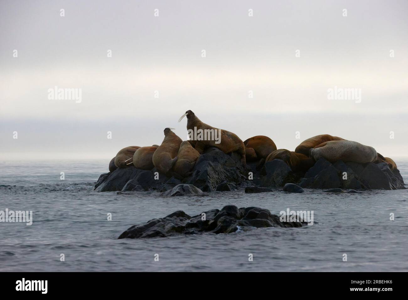 Una comunità di indifesi odiava su un affioramento roccioso sull'Oceano Artico Foto Stock