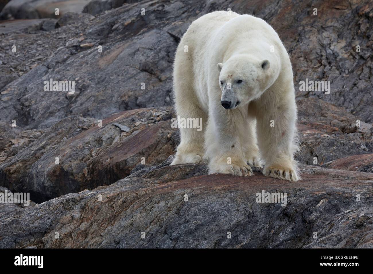 Orso polare che si affaccia sul mare da una scogliera di roccia accanto all'oceano artico Foto Stock