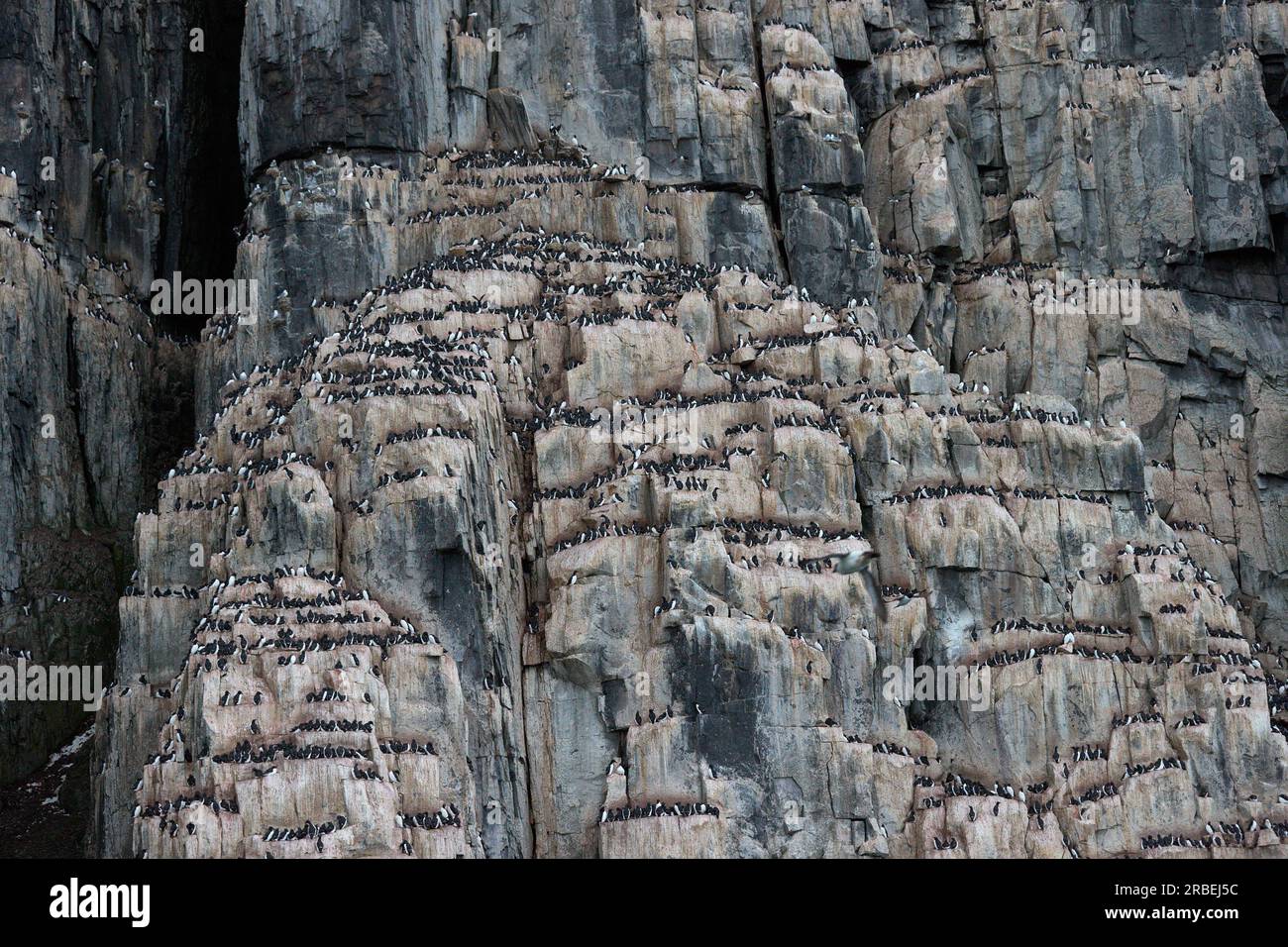 Le giostre di Brunich che spuntano sulle scogliere di Alkefjellet nell'Oceano Artico Foto Stock