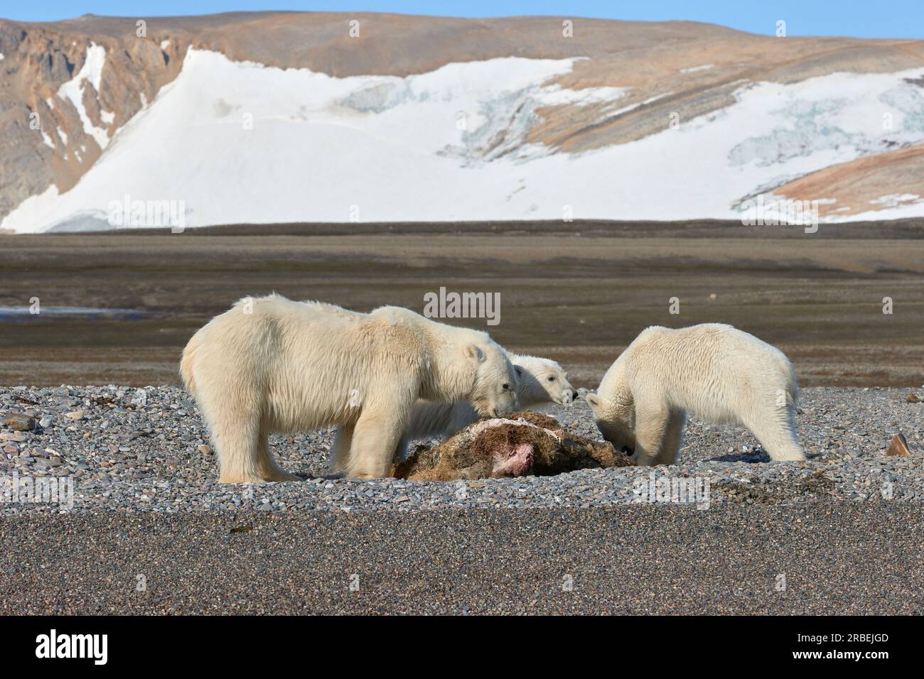 Gli orsi polari fingono di una carcassa di tricheco nelle Svalbard artiche Foto Stock