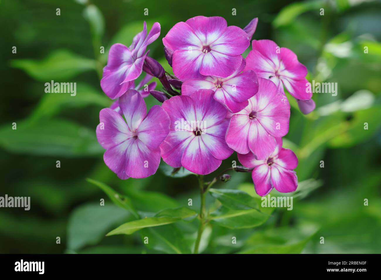 Primo piano di un fiore phlox paniculata bicolore con colorazioni viola e bianche in un letto da giardino, concentrazione selettiva, sfondo verde sfocato Foto Stock