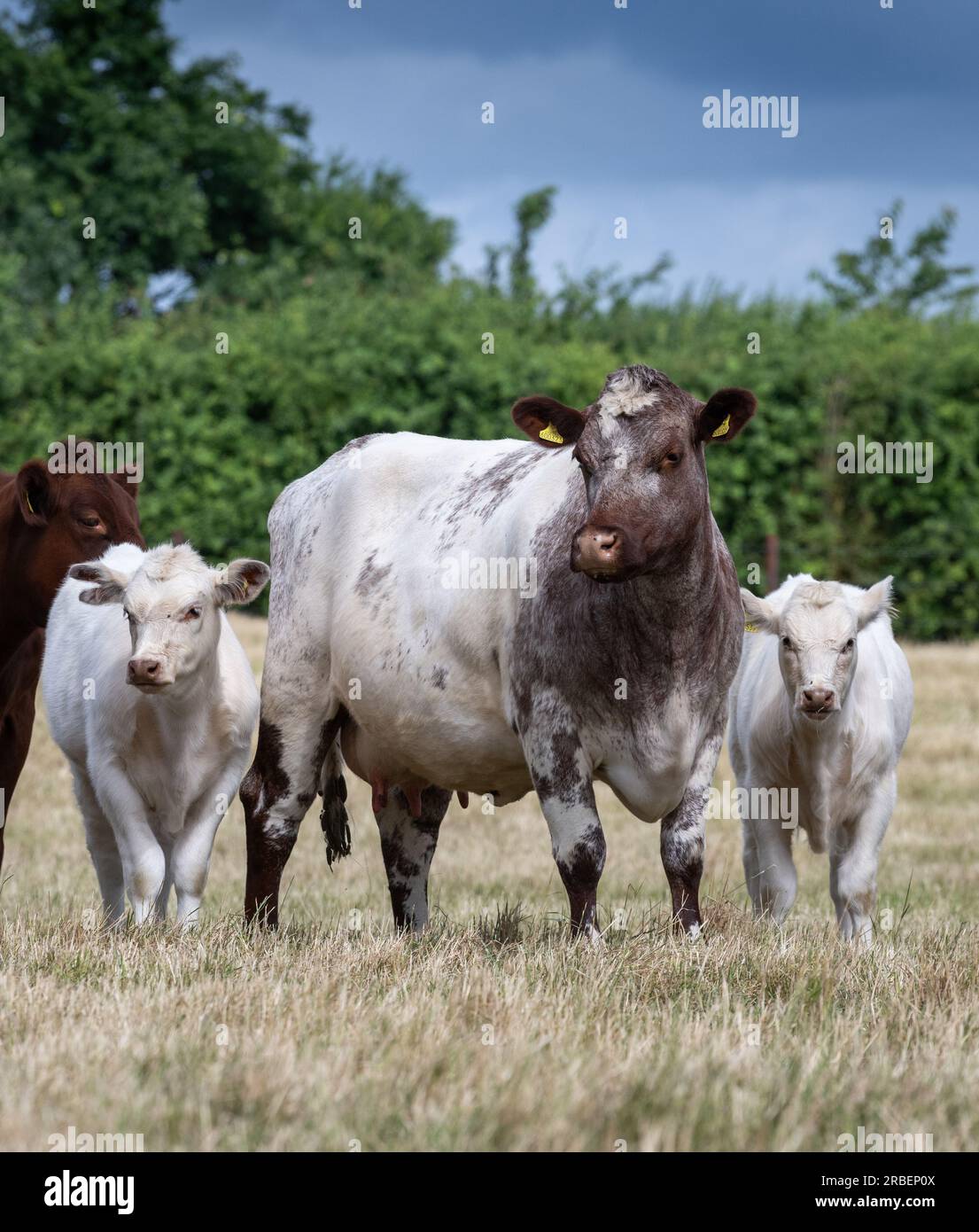Mandria di mucche e vitelli di Shorthorn che pascolano nei pascoli di pianura, Peterborough, Regno Unito. Foto Stock