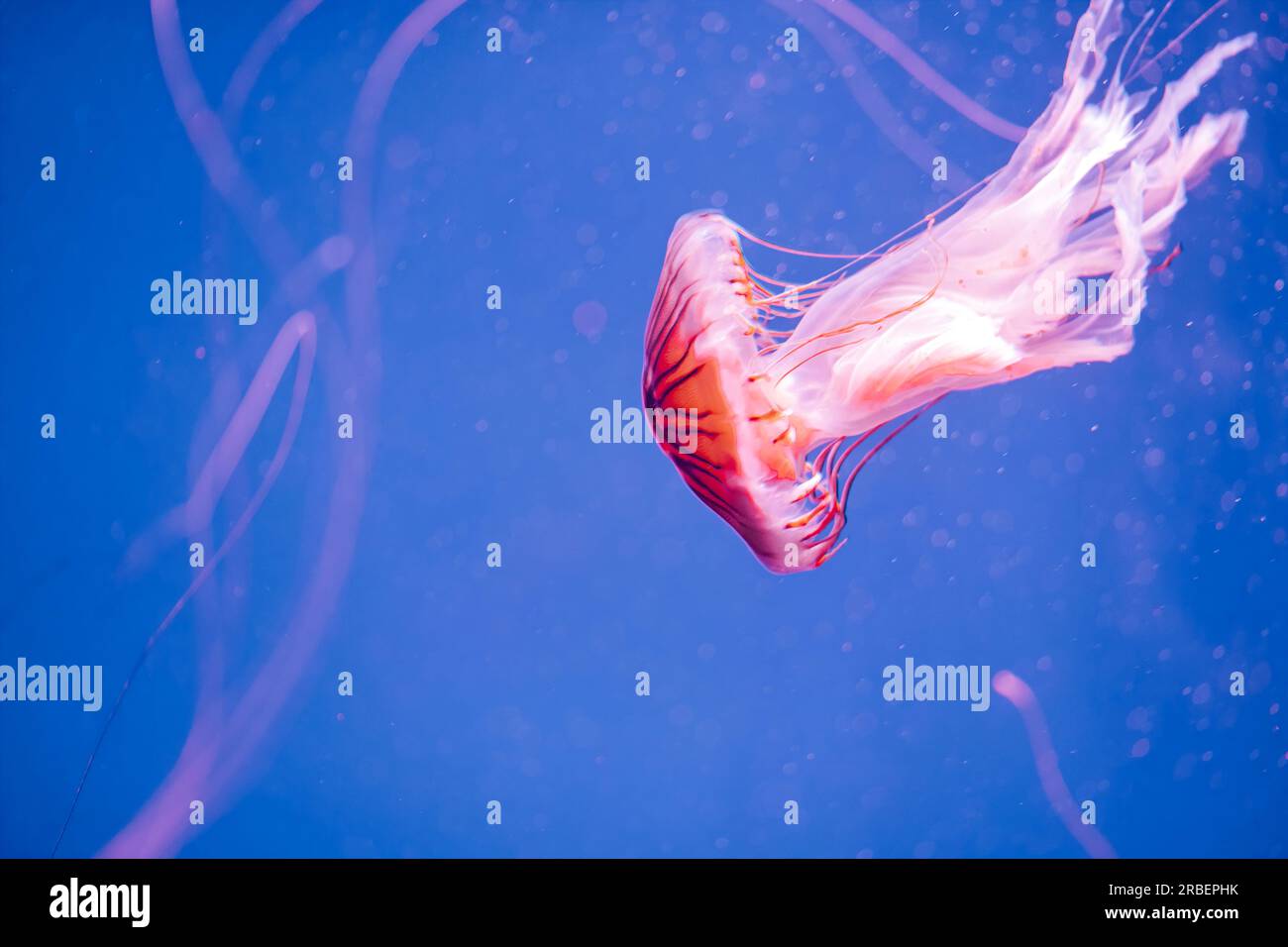 Meduse rosse e bianche che nuotano nel profondo mare blu Foto Stock