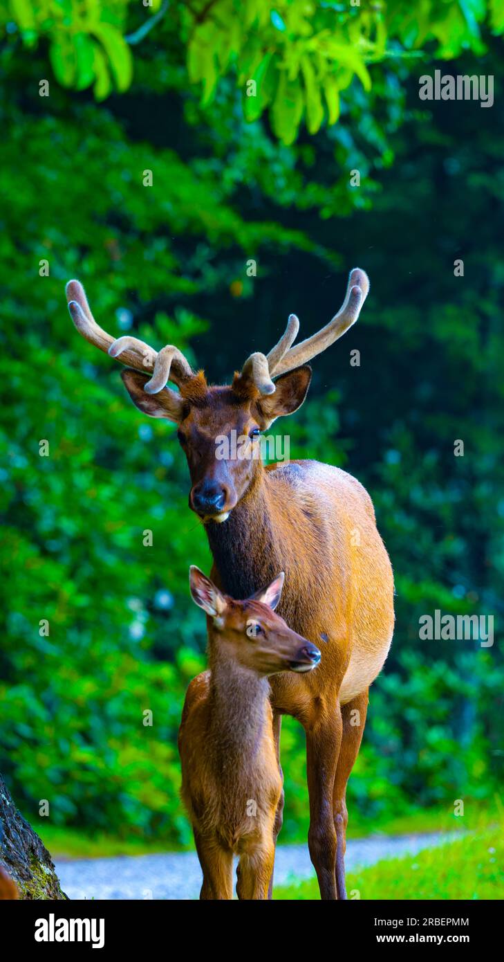 Cataloochee Valley, North Carolina Foto Stock