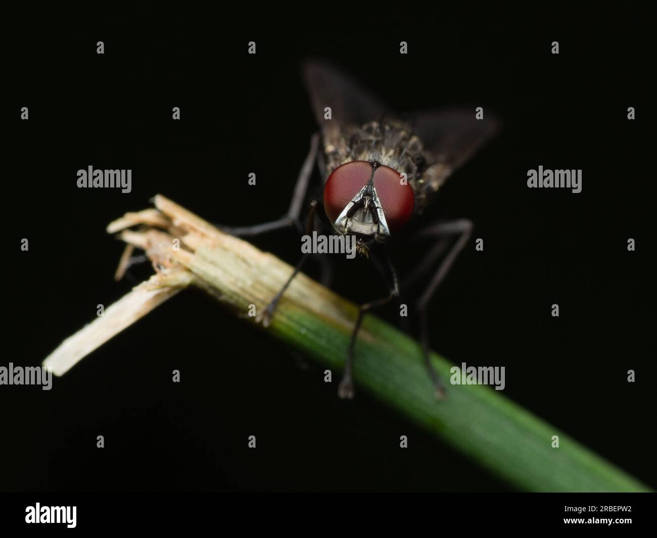 La delicata danza della natura: Una mosca solitaria trova conforto su una foglia vibrante, abbracciando la bellezza del mondo in un fugace momento di tranquillità Foto Stock